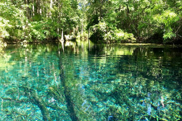 Going Beyond the Theme Parks in Central Florida: Blue Spring State Park