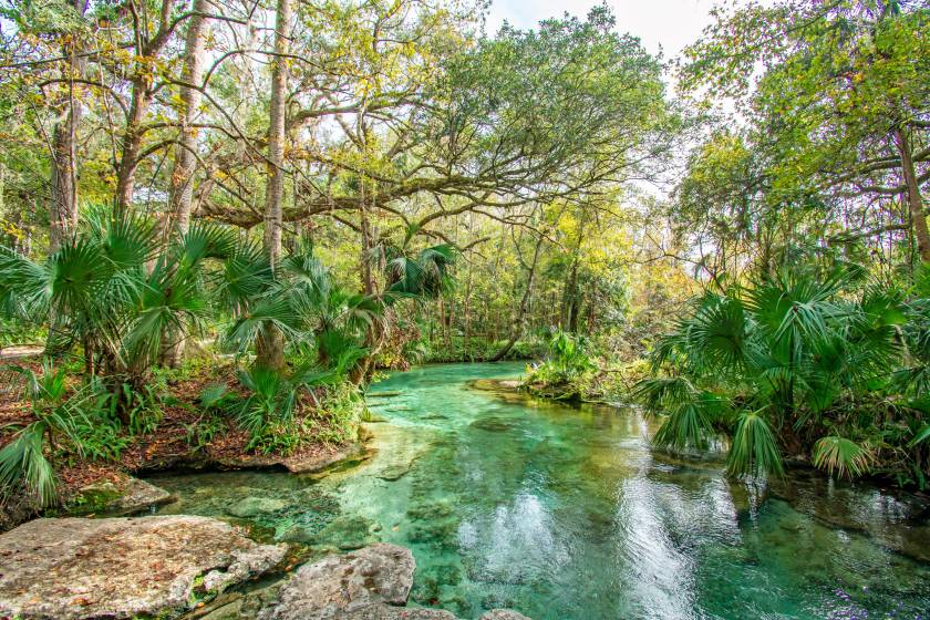 Top 7 Florida Springs to Visit: Refreshing Water, Manatees, & Camping!